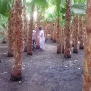 تكريب نخيل وقص أشجار 9