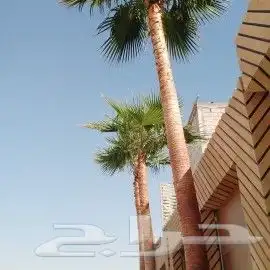 تكريب نخيل وقص أشجار 5