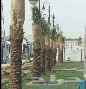 جميع انواع انخيل 4