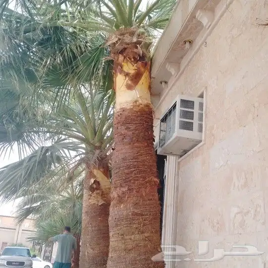 تكريب نخيل وقص أشجار 0