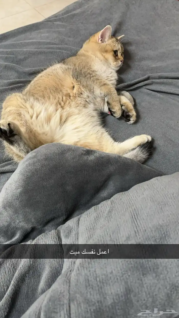 ذكر للتزاوج فقط ( ليس للبيع ) 4