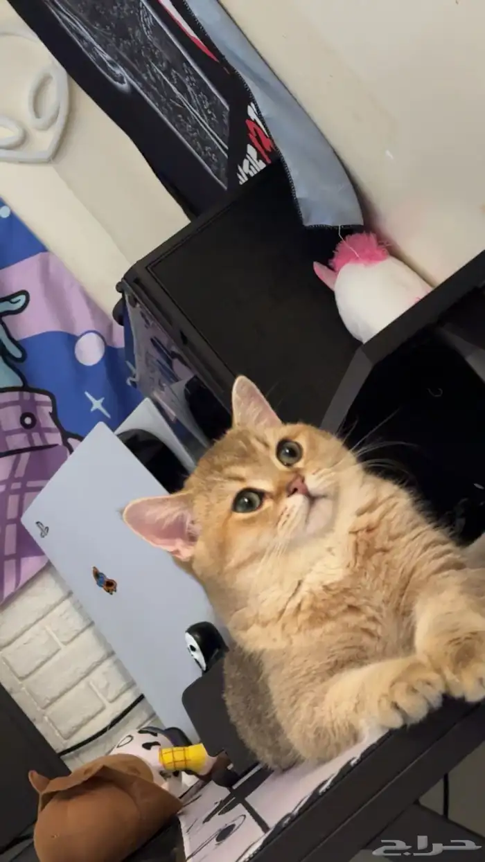 ذكر للتزاوج فقط ( ليس للبيع ) 3