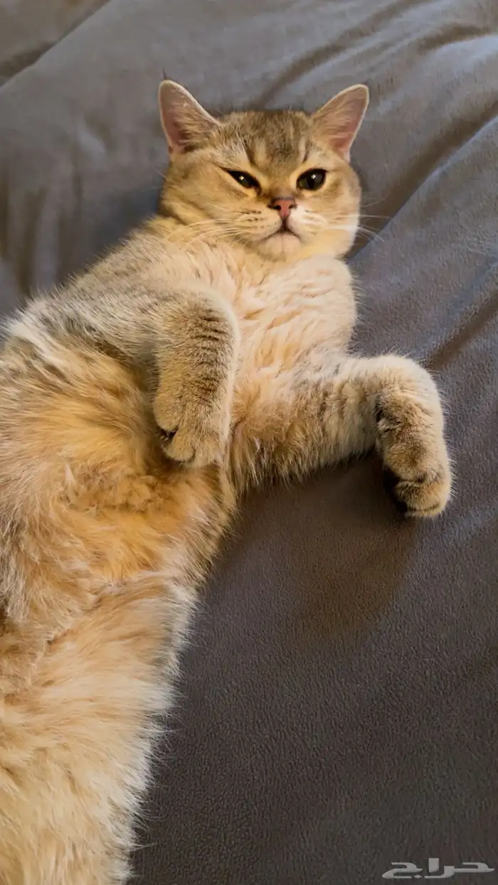 ذكر للتزاوج فقط ( ليس للبيع ) 2