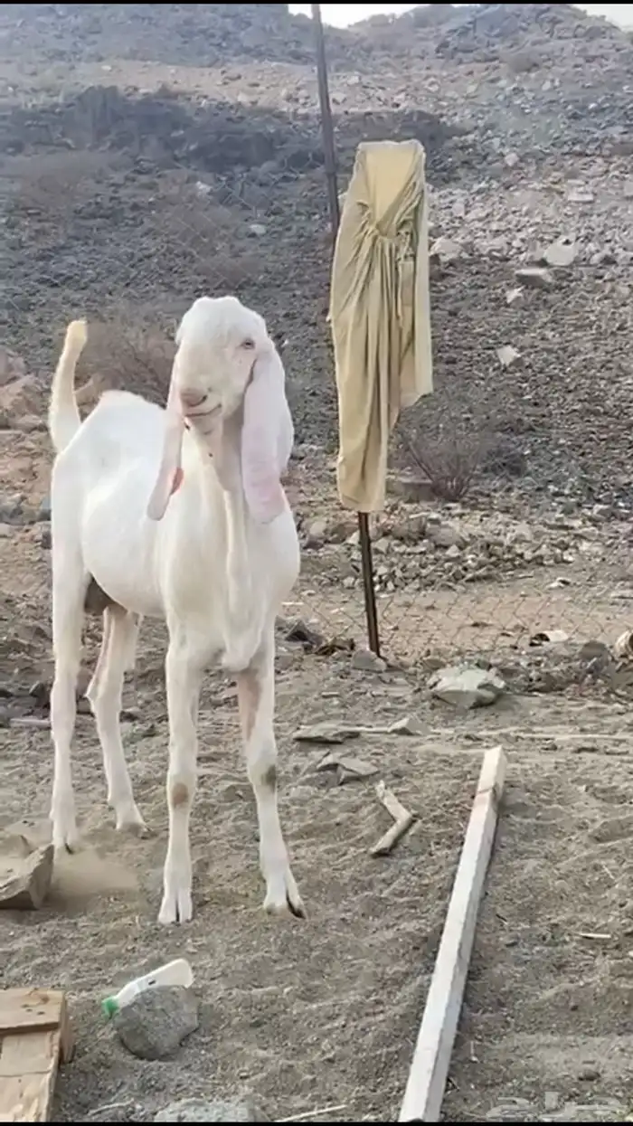ماعز بنجابي 8