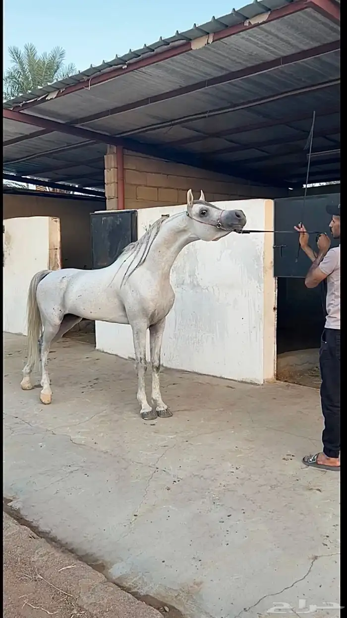 مربط خيل ايواء عسف واعادة عسف 6