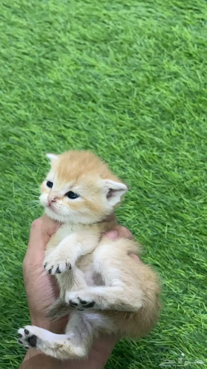 سكوتش بيور ny25 3
