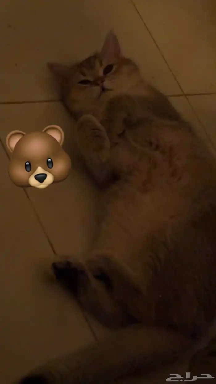 ذكر للتزاوج فقط ( ليس للبيع ) 0