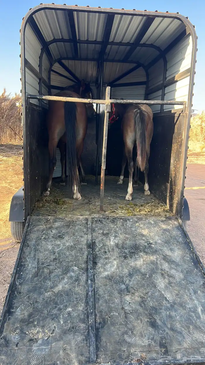 عربه خيل راسين توصيل خيول 1