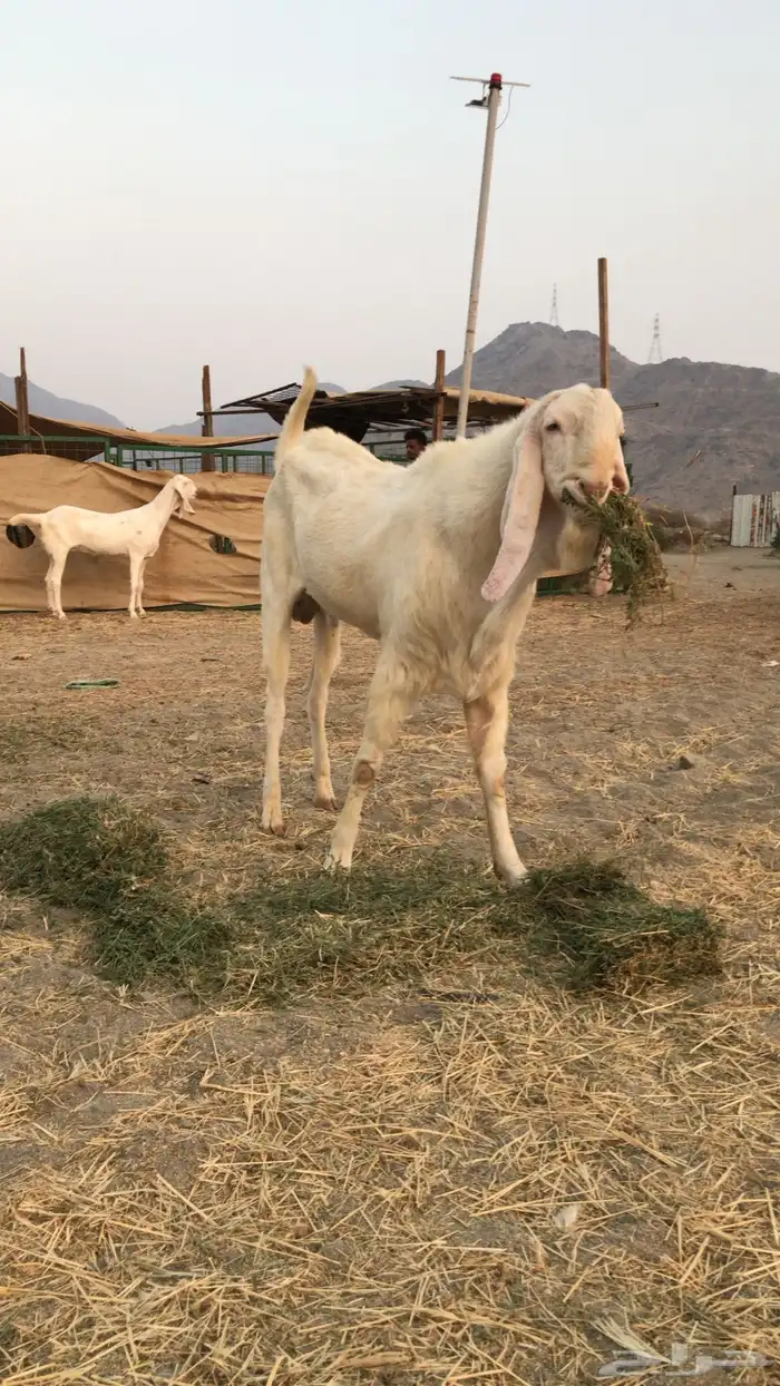 ماعز بنجابي 4