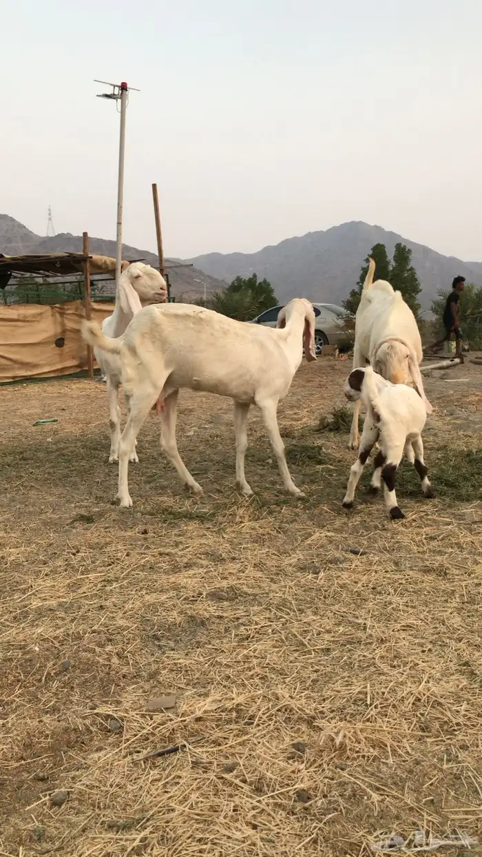 ماعز بنجابي 2