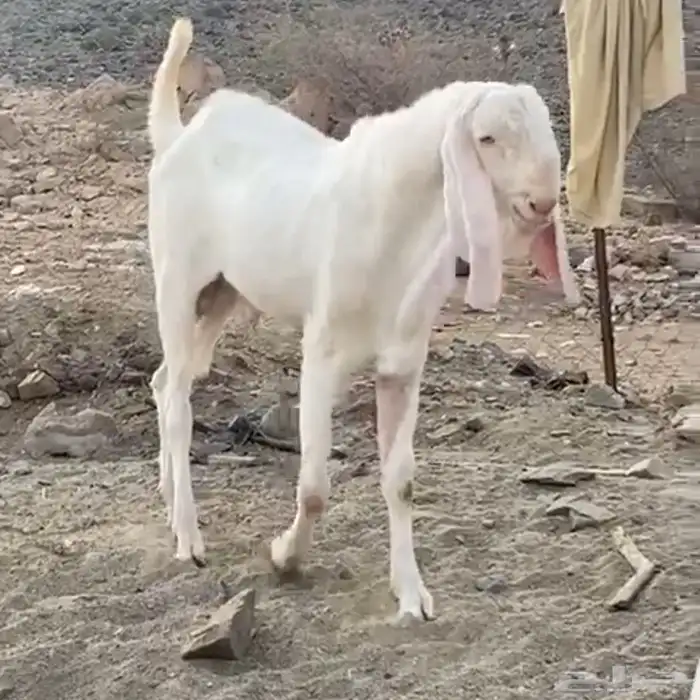 ماعز بنجابي 6