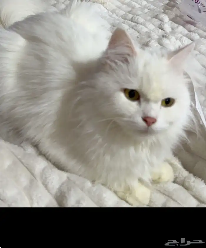 قطط الاحساء 0