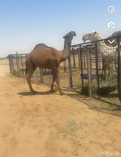 قعود اصفر جذع 3