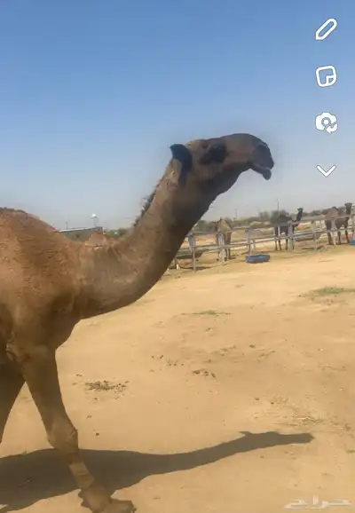 قعود اصفر جذع 0