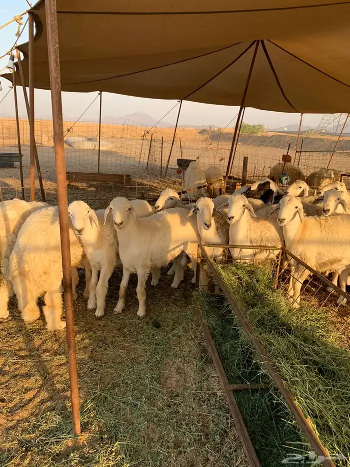 ذبايح فاخره للبيع فل شحم 3