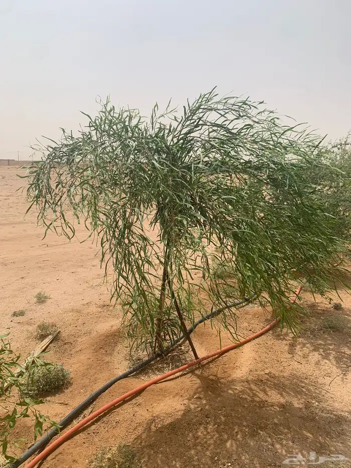 شتلات بريه 0