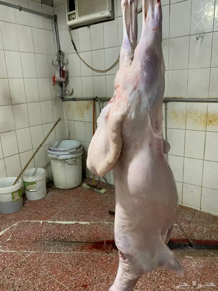 ذبايح فاخره للبيع فل شحم 1