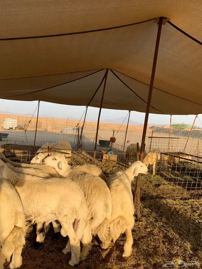 ذبايح فاخره للبيع فل شحم 6
