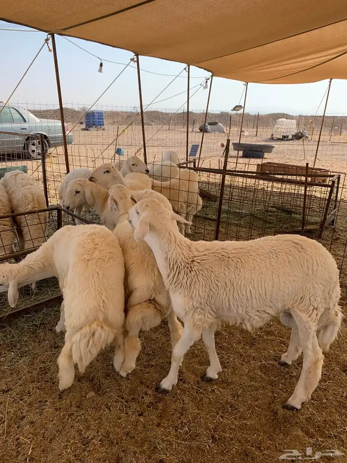 ذبايح فاخره للبيع فل شحم 5