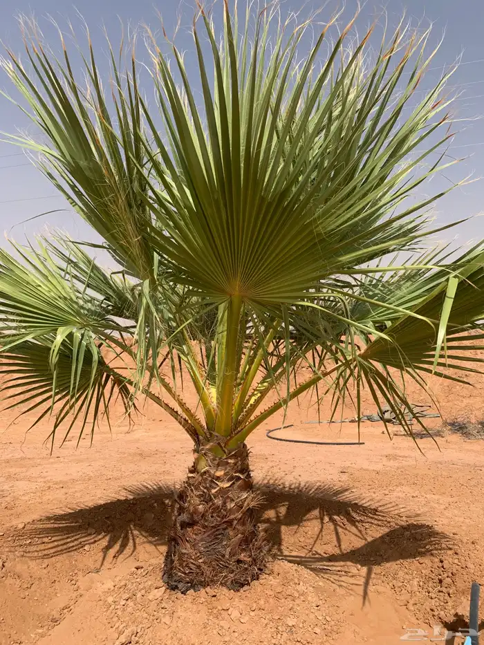 نخيل واشنطونيا عدد 5 نخلات 0