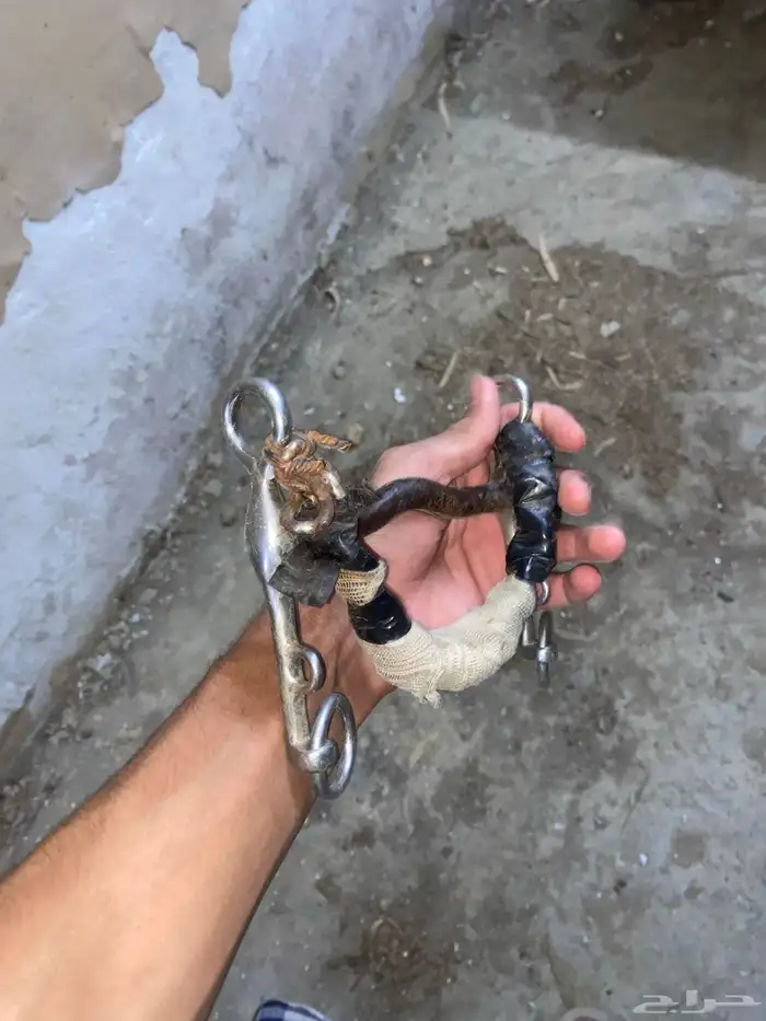 شكيمه خيل حاره 3