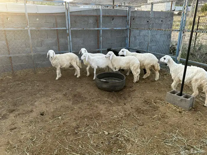 ذبايح جاهزه الى بيتك 25