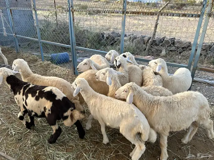 ذبايح جاهزه الى بيتك 24