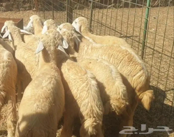 ذبايح حري سواكن مع خدمة الذبح والتقطيع والتوصيل 10