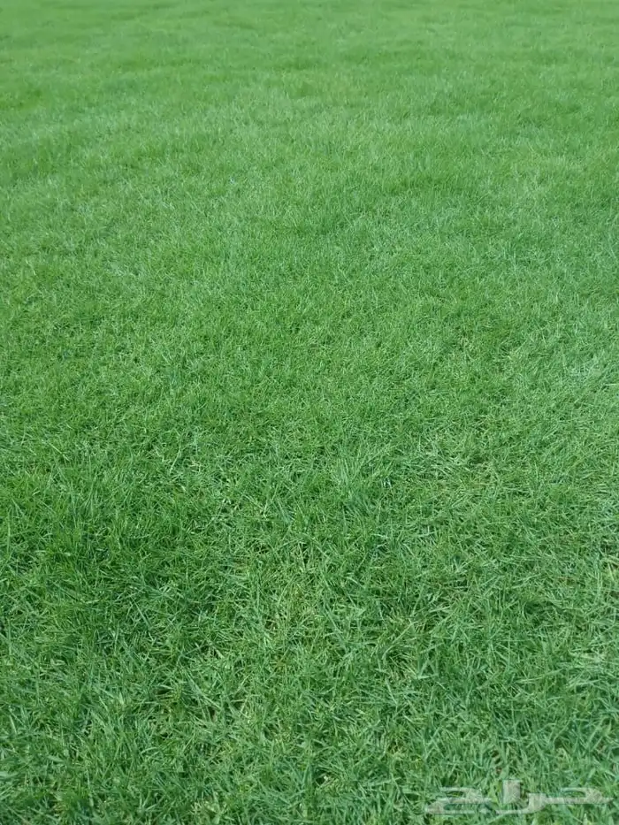 نجيله طبيعيه 8