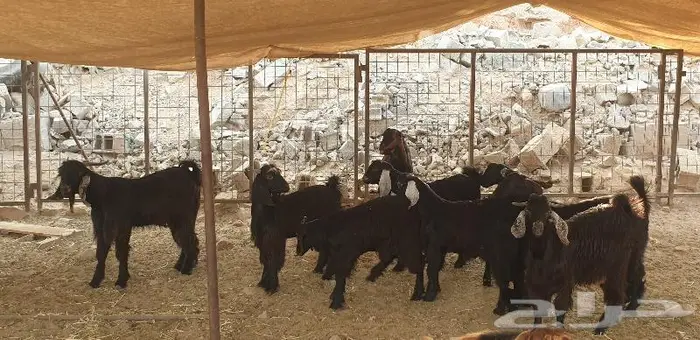 ذبايح حري سواكن مع خدمة الذبح والتقطيع والتوصيل 14
