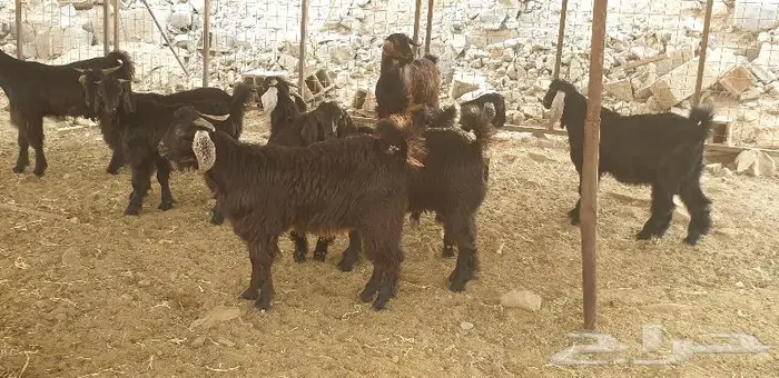 ذبايح حري سواكن مع خدمة الذبح والتقطيع والتوصيل 15