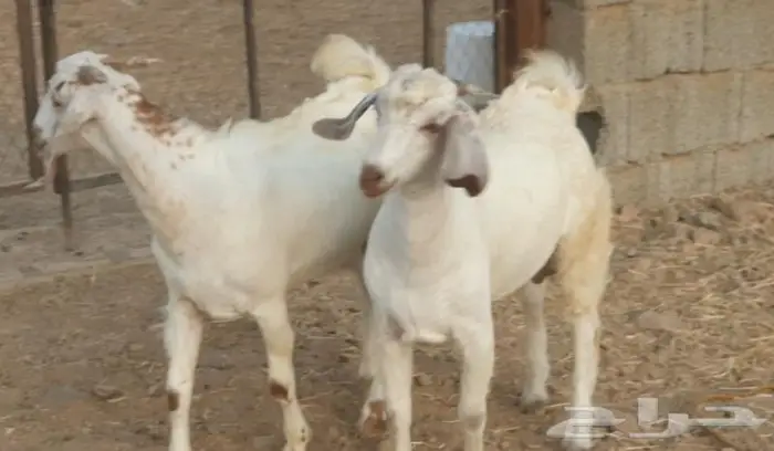 ذبايح حري سواكن مع خدمة الذبح والتقطيع والتوصيل 7