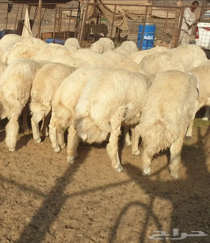 ذبايح حري سواكن مع خدمة الذبح والتقطيع والتوصيل 4