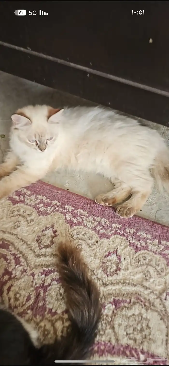 قطط مجانا  للتبني 0