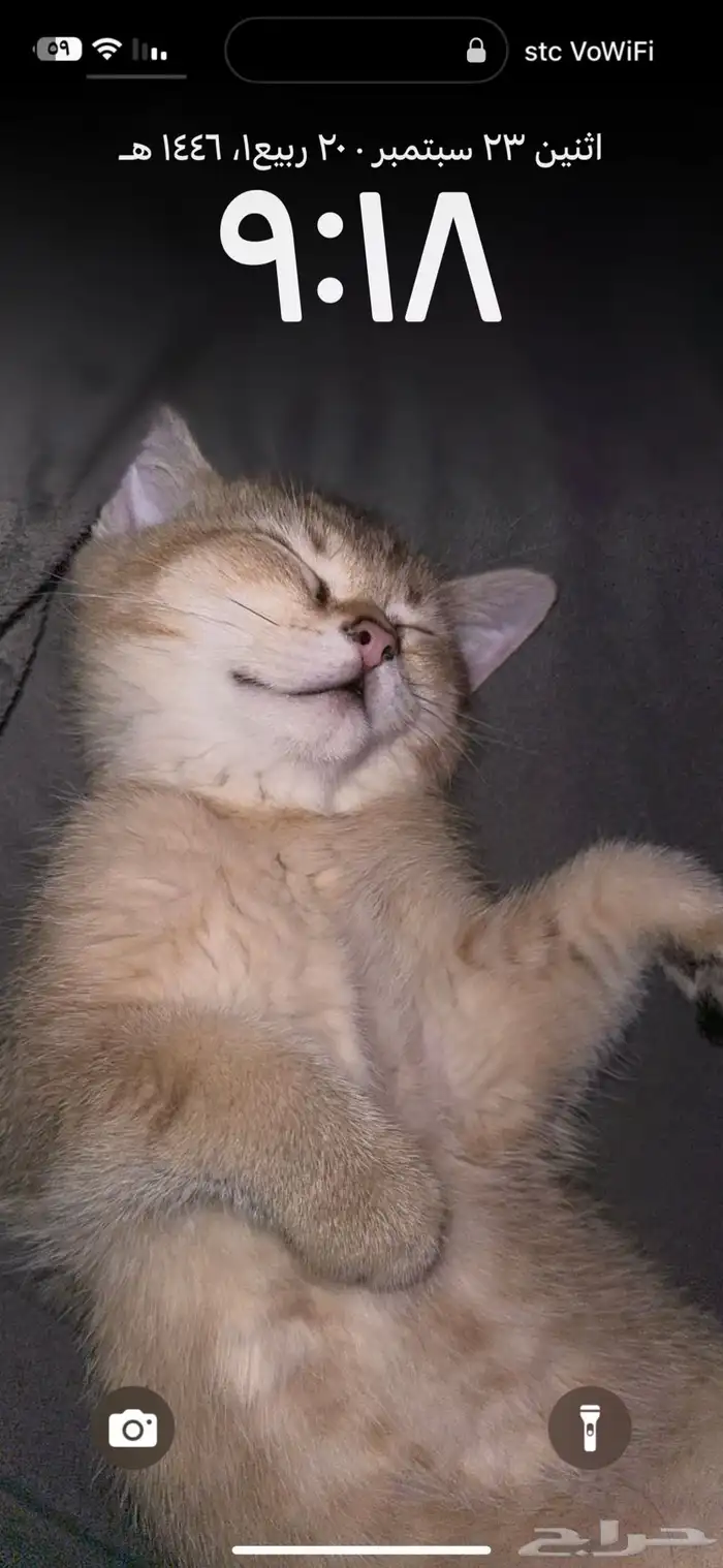 ذكر للتزاوج فقط ( ليس للبيع ) 1