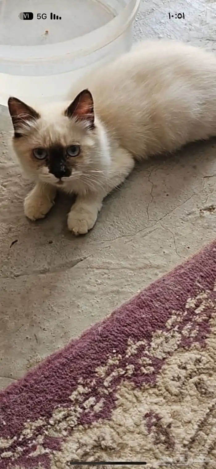 قطط مجانا  للتبني 2