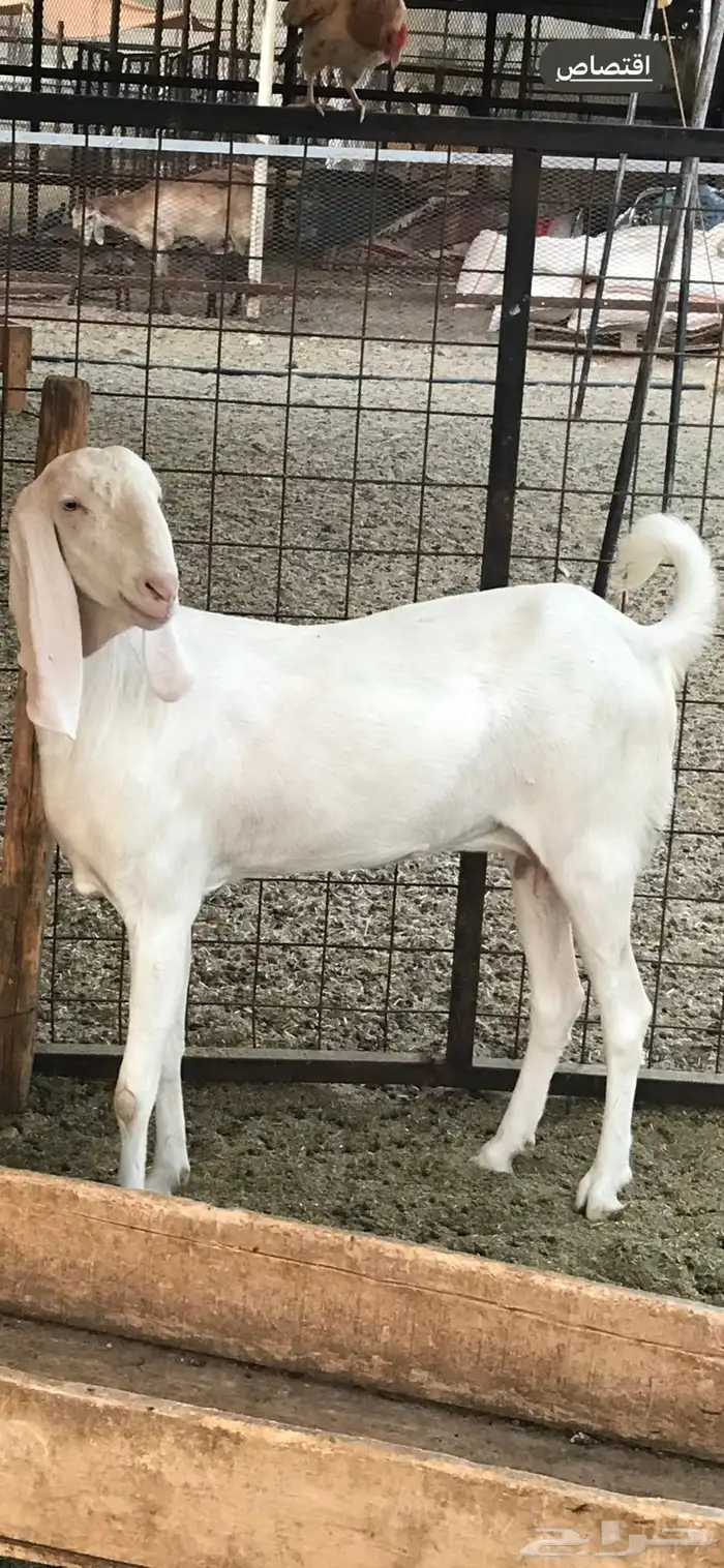 ماعز بنجابي 0