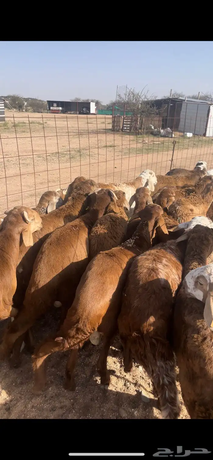 سواكن حمري فل شحم 0