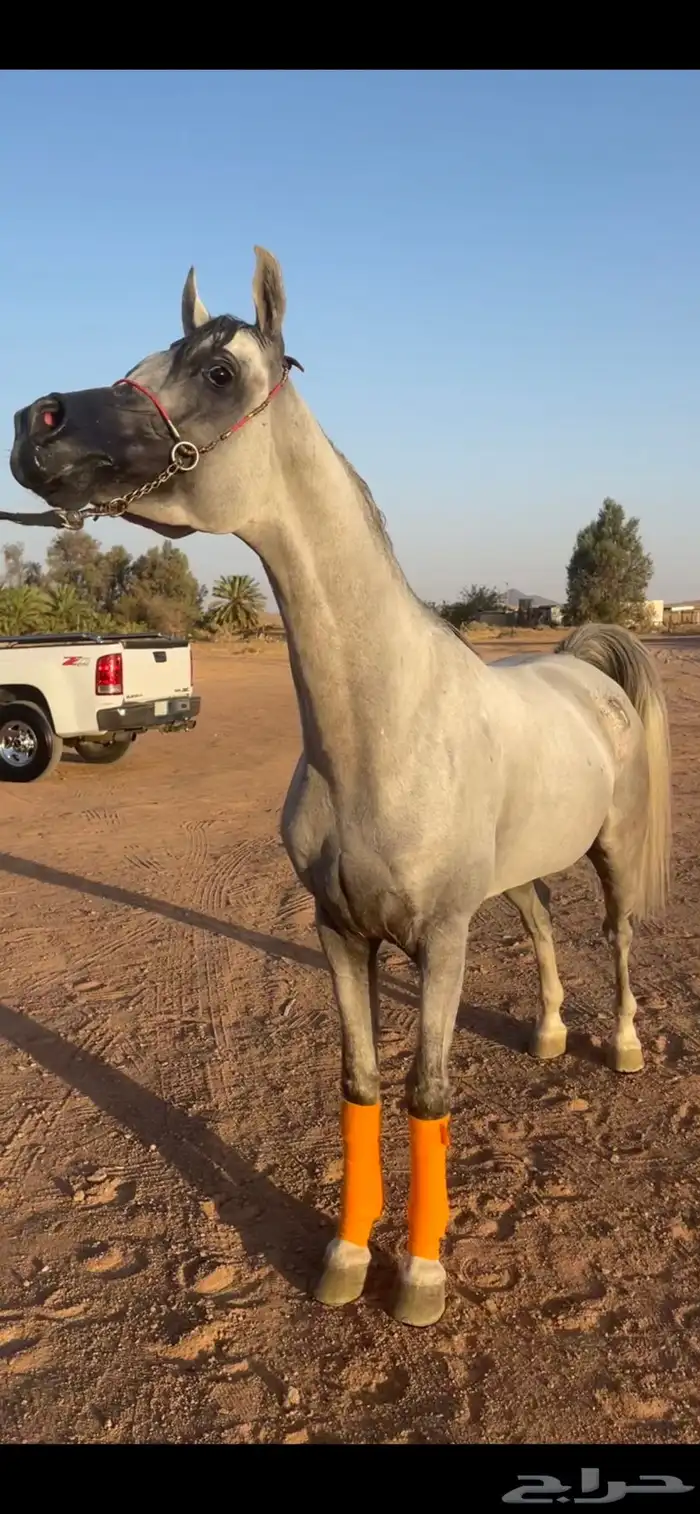 مربط خيل ايواء عسف واعادة عسف 5