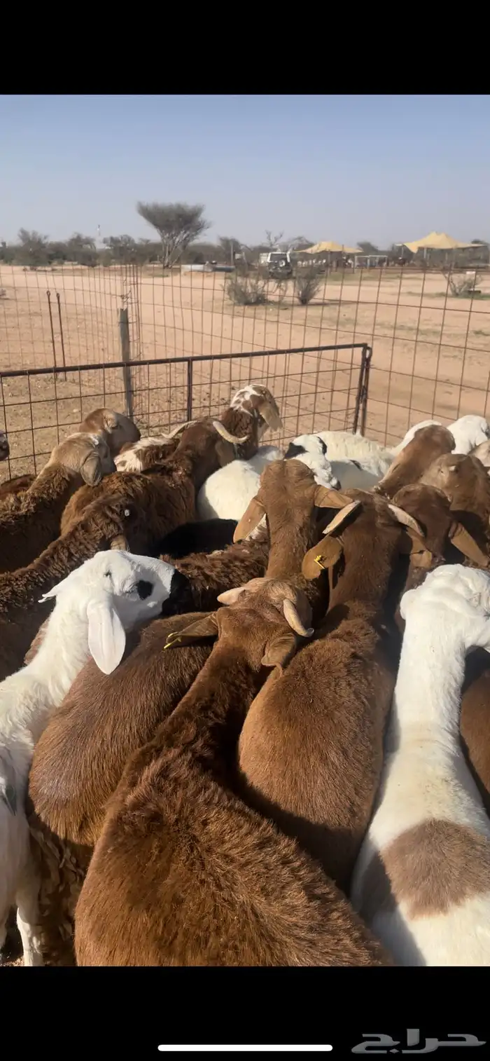 سواكن حمري فل شحم 2