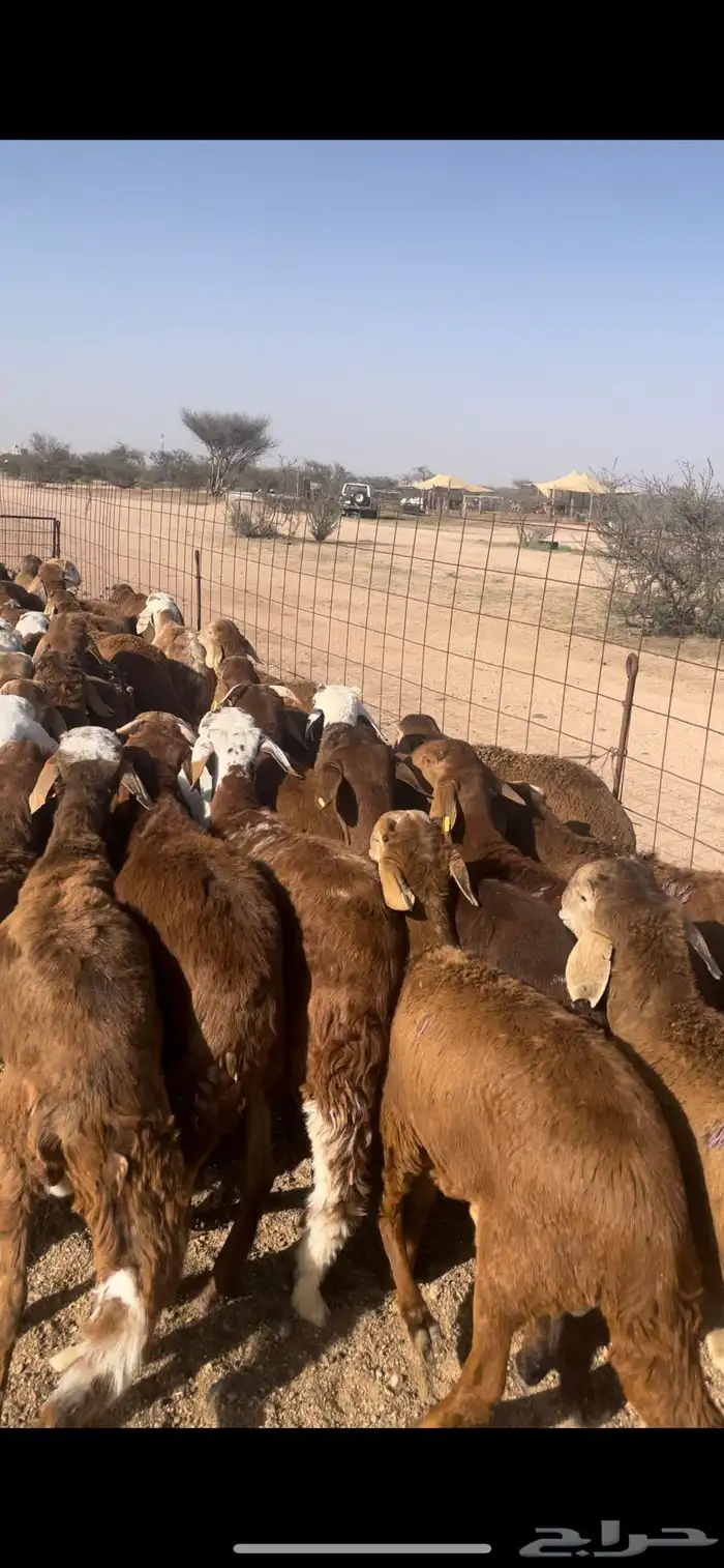 سواكن حمري فل شحم 1