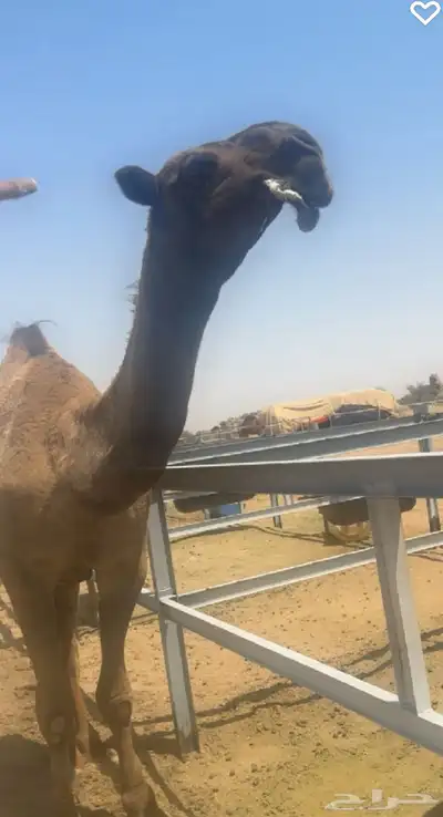 قعود اصفر جذع 1
