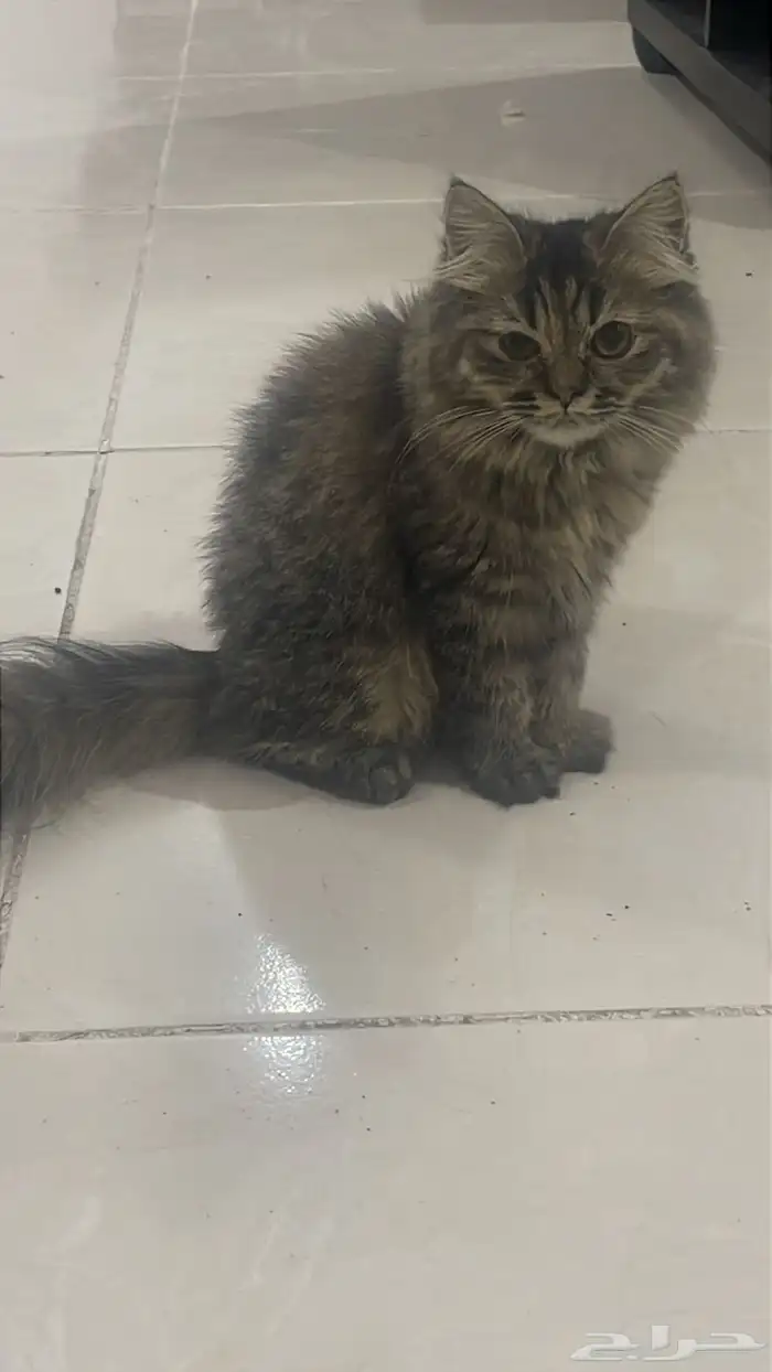 قطط مجانا  للتبني 4
