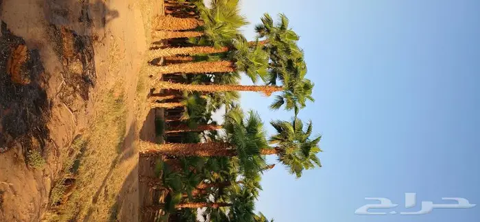 نخل واشنطني زينه ونخل عربي 1