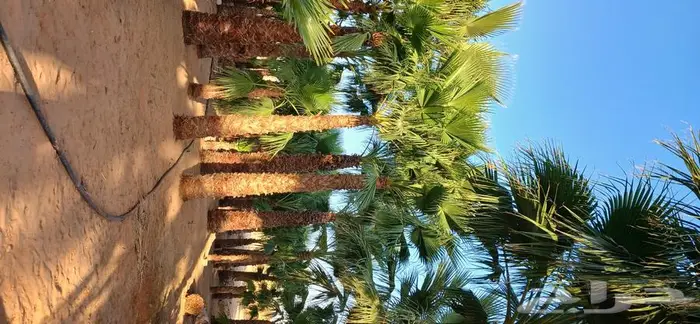 نخل واشنطني زينه ونخل عربي 2