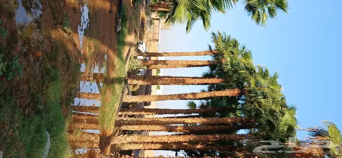 نخل واشنطني زينه ونخل عربي 3