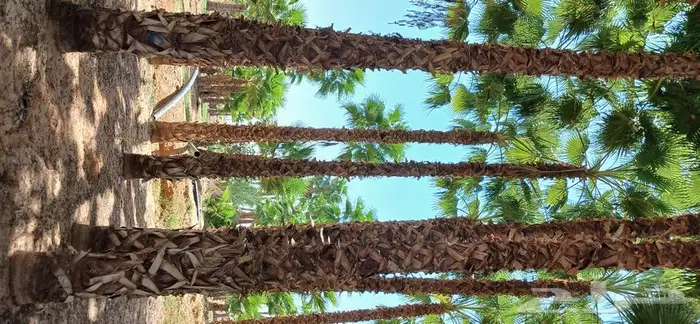 نخل واشنطني زينه ونخل عربي 5