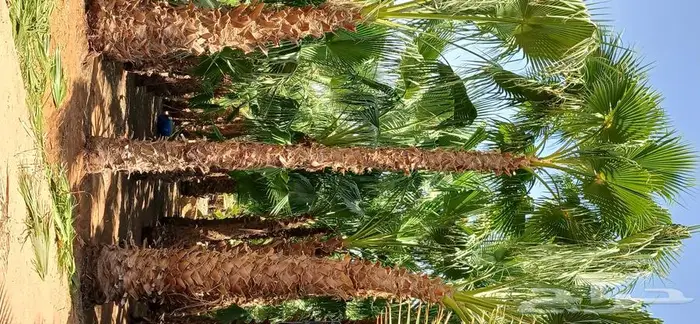 نخل واشنطني زينه ونخل عربي 6