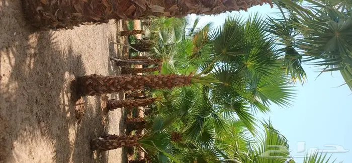نخل واشنطني زينه ونخل عربي 8