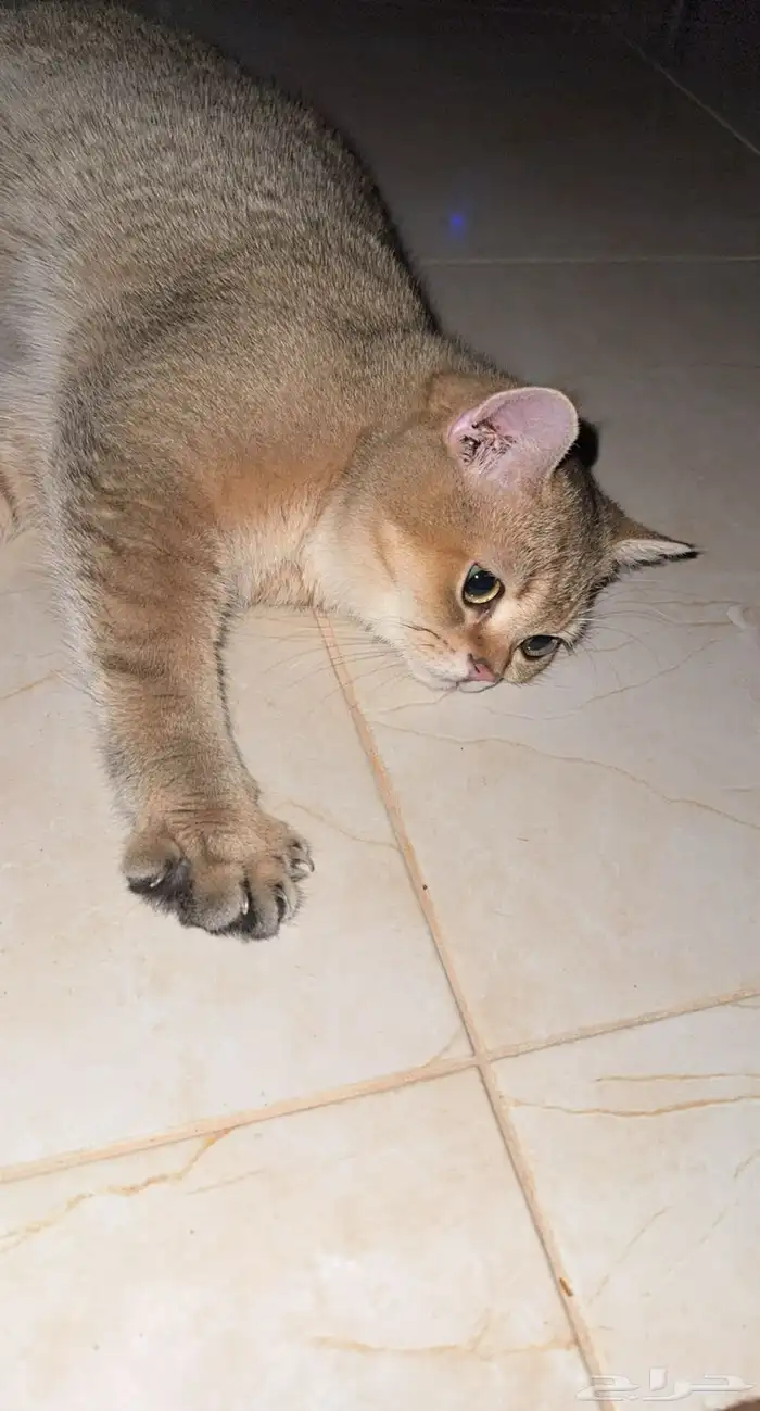 ذكر للتزاوج فقط ( ليس للبيع ) 5